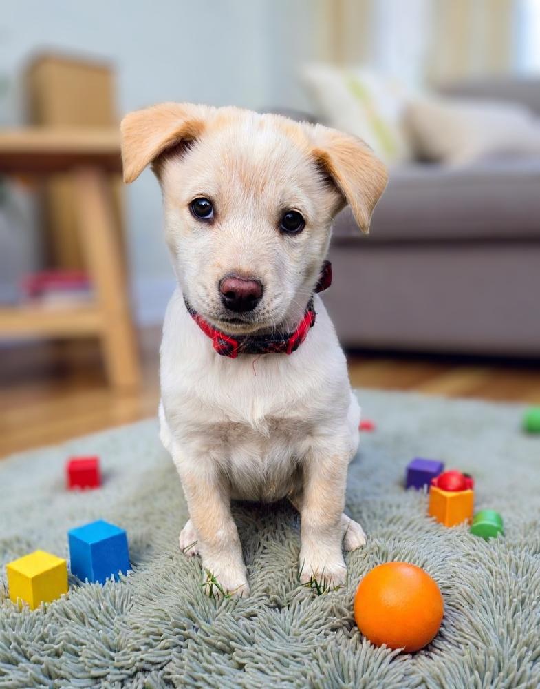 Enlarge Angel Cakes, a Adoptable mixed breed in Evergreen, CO image 3/6