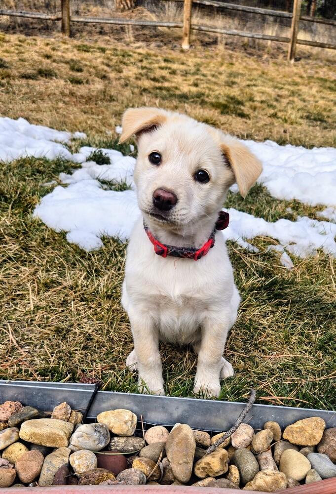 Enlarge Angel Cakes, a Adoptable mixed breed in Evergreen, CO image 4/6