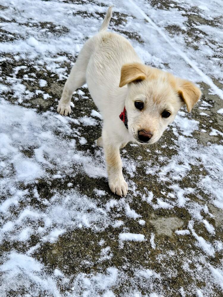 Enlarge Angel Cakes, a Adoptable mixed breed in Evergreen, CO image 5/6