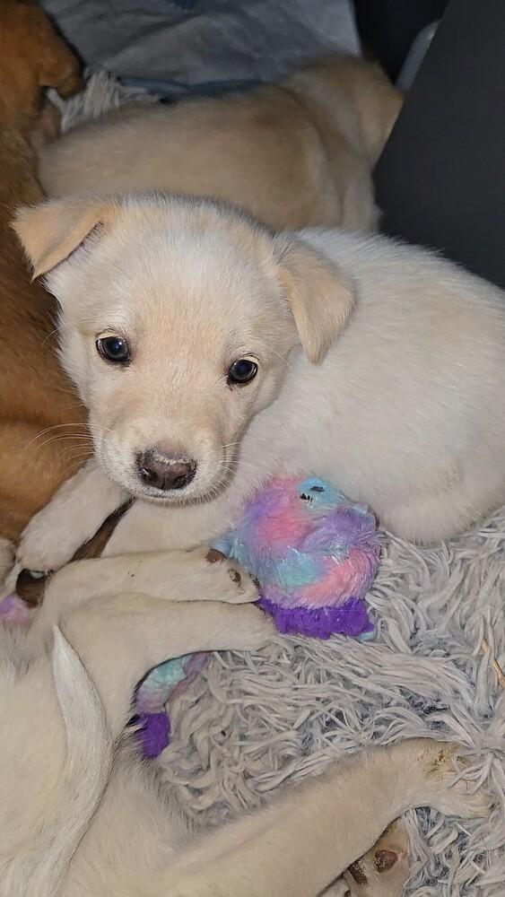 Enlarge Angelica, a Adoptable mixed breed in Evergreen, CO image 1/3