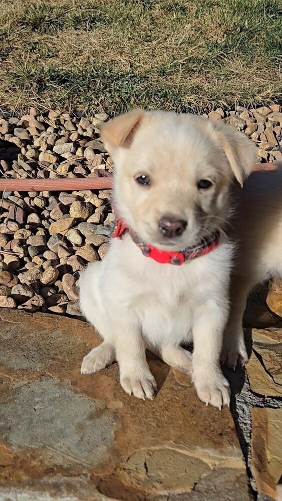 Enlarge Angelica, a Adoptable mixed breed in Evergreen, CO image 2/3