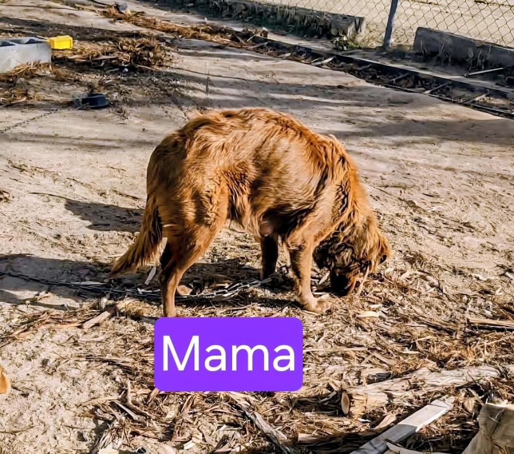 Enlarge Angelica, a Adoptable mixed breed in Evergreen, CO image 3/3