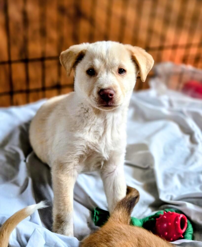 Enlarge Angel Cakes, a Adoptable mixed breed in Evergreen, CO image 6/6