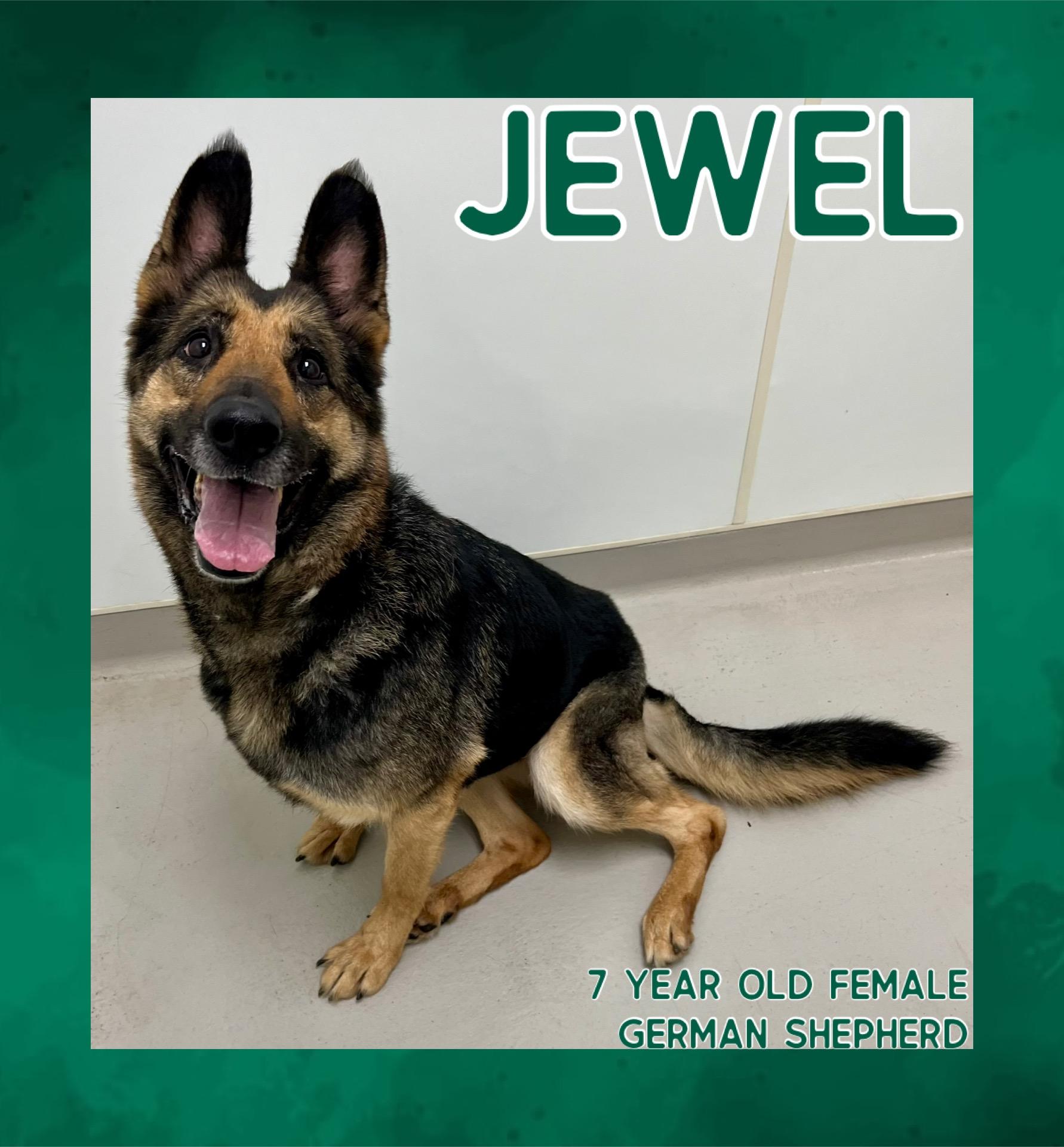 Jewel, Adoptable, Senior Female German Shepherd Dog.