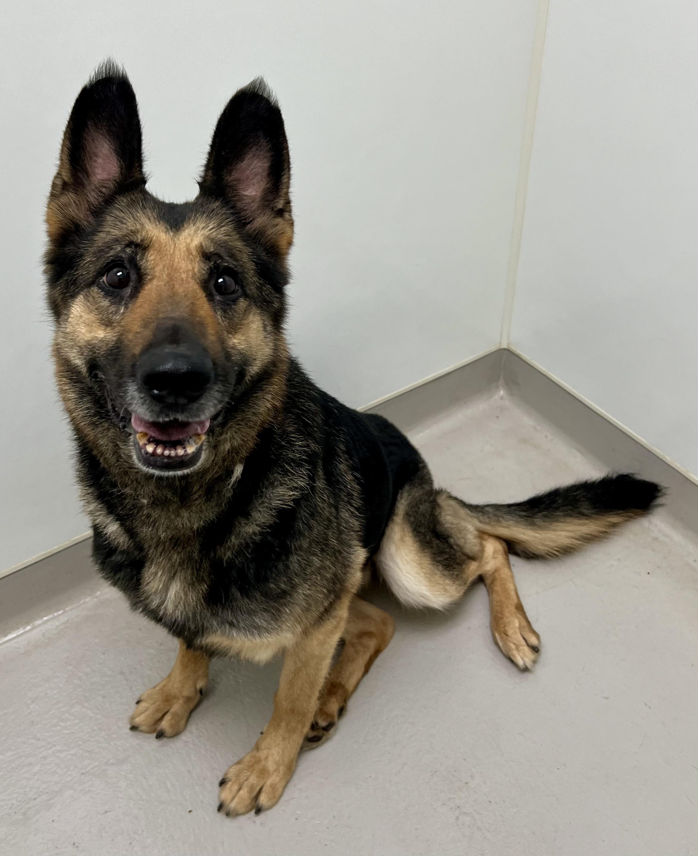 Jewel, a Adoptable German Shepherd Dog in Danville, IN image 3/4