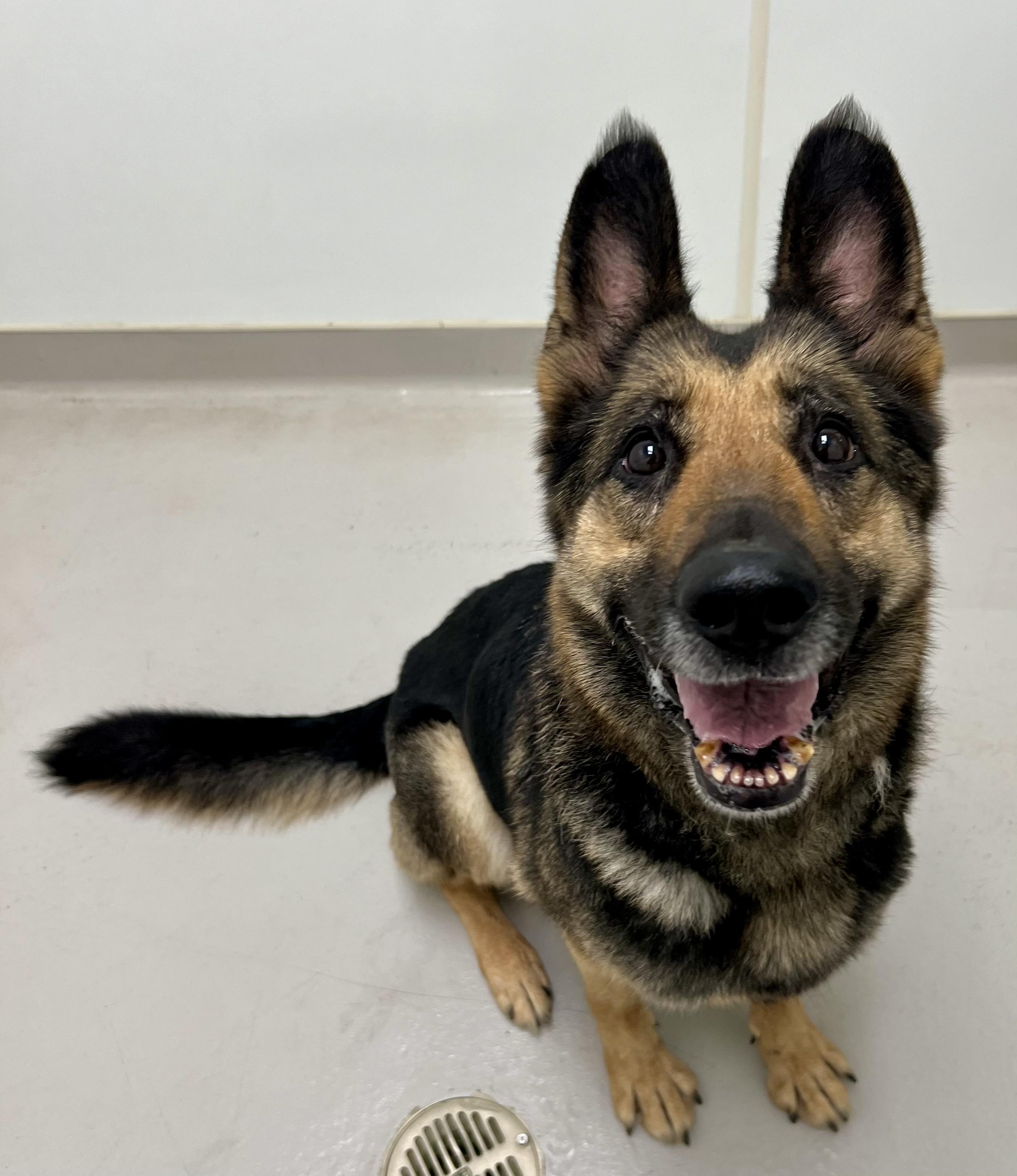 Jewel, a Adoptable German Shepherd Dog in Danville, IN image 2/4