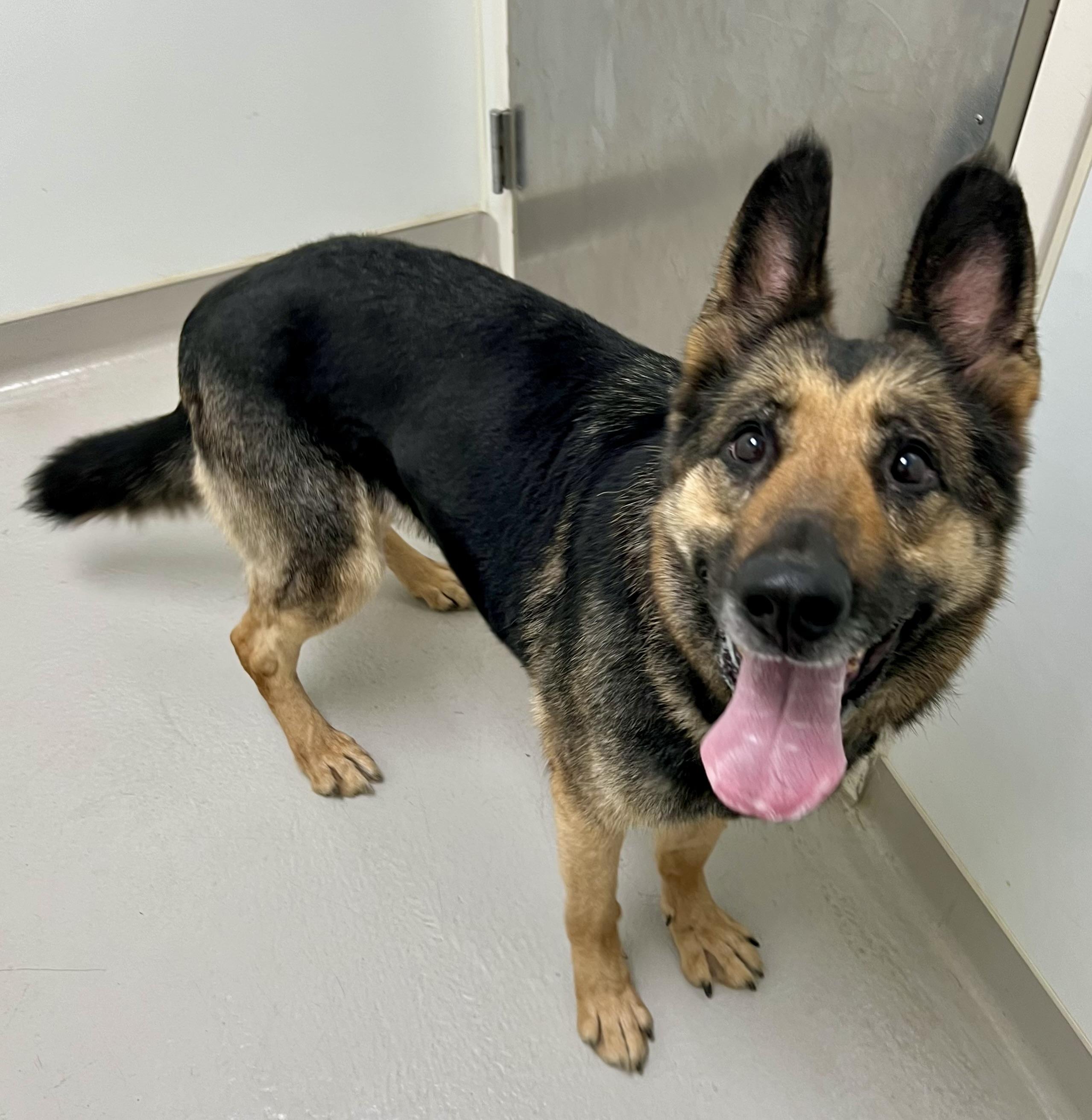 Jewel, a Adoptable German Shepherd Dog in Danville, IN image 4/4