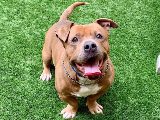 TURTLE, Adoptable, Adult Male Pit Bull Terrier & English Bulldog.