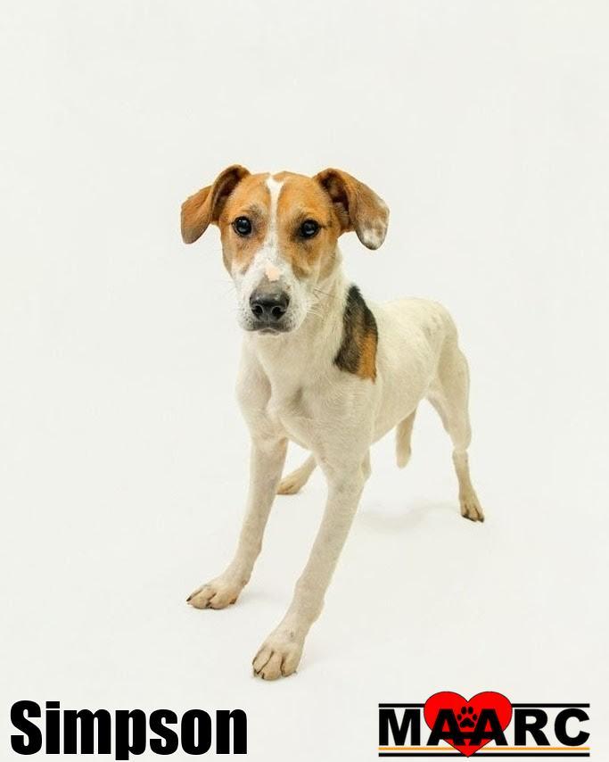 Simpson, Adoptable, Young Male Terrier & Whippet.