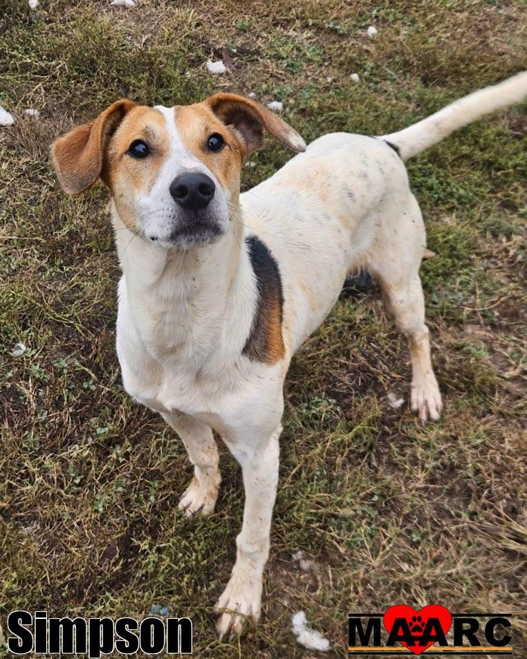 Enlarge Simpson, a Adoptable mixed breed in Maryville, TN image 2/2