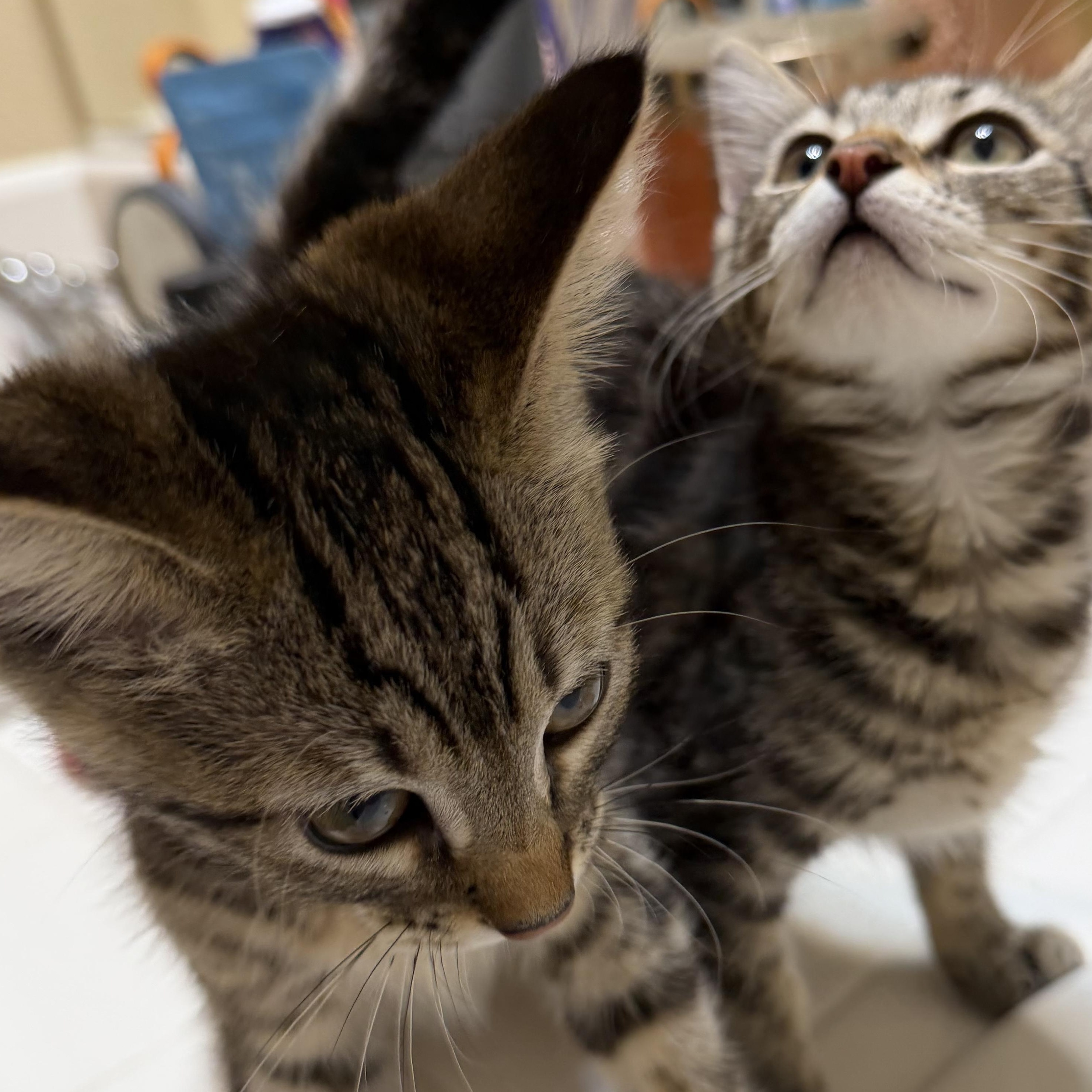 Penny & Piper BONDED PAIR, ADOPTABLE, Kitten Female Tabby & Domestic Short Hair.