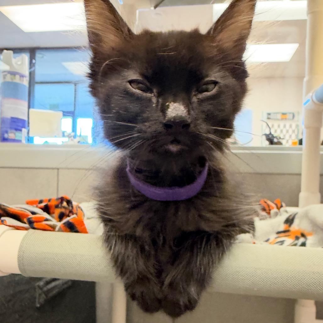 Enlarge Miles Davis(p), a Adoptable mixed breed in Commerce City, CO image 4/6