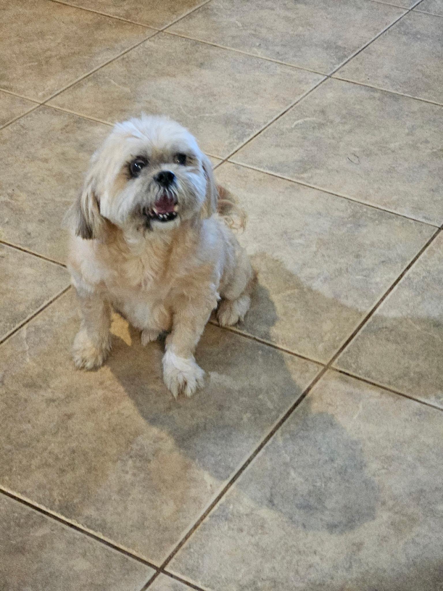 Enlarge Zeus, a ADOPTABLE mixed breed in Orlando, FL image 2/3