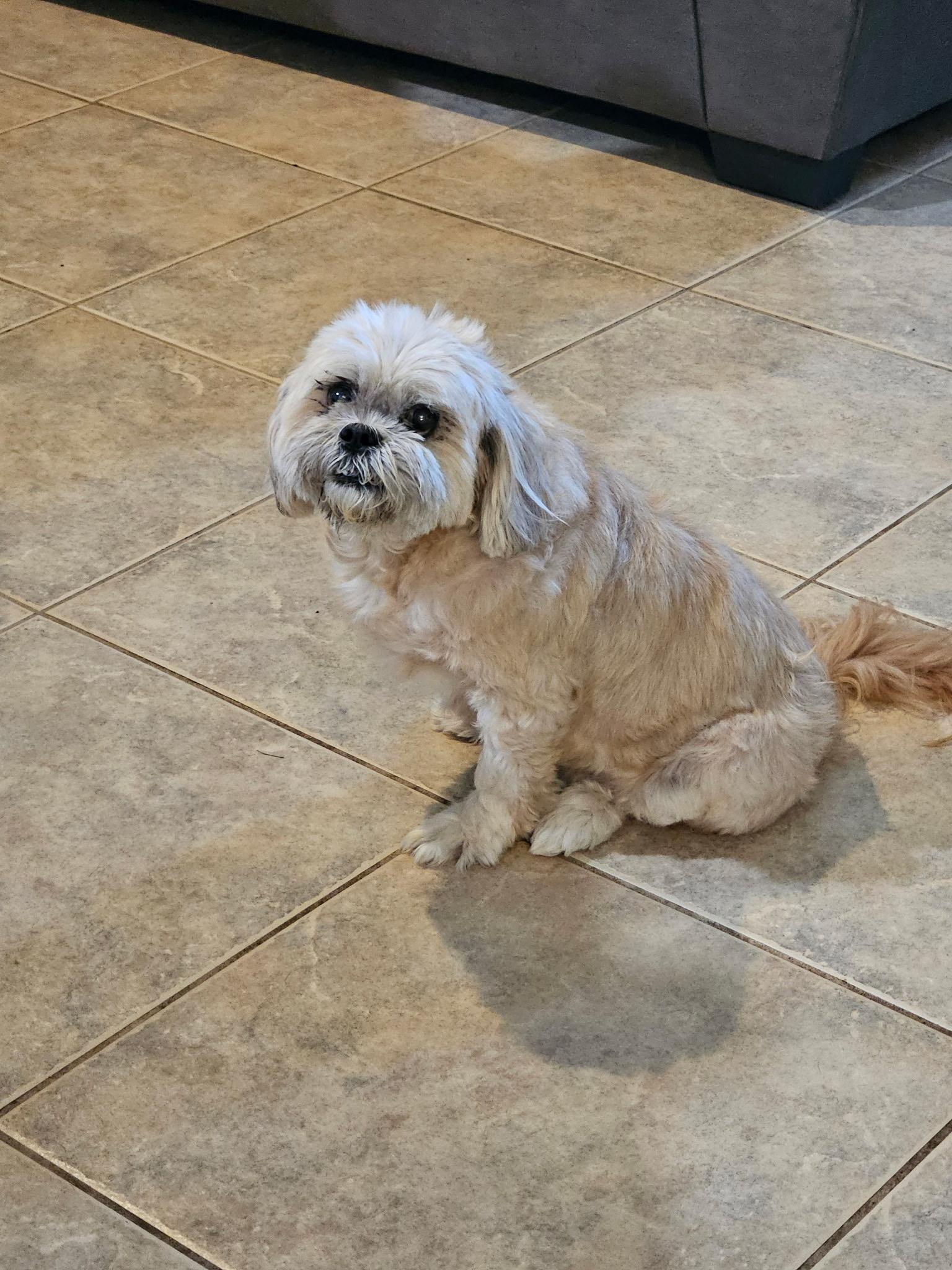 Zeus, ADOPTABLE, Senior Male Shih Tzu & Lhasa Apso.