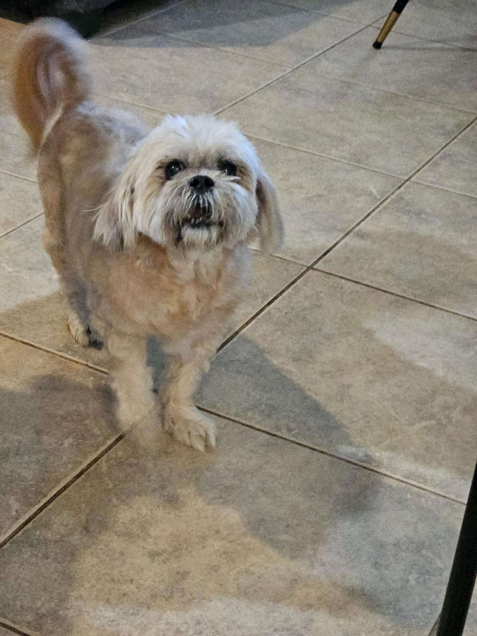 Enlarge Zeus, a ADOPTABLE mixed breed in Orlando, FL image 3/3