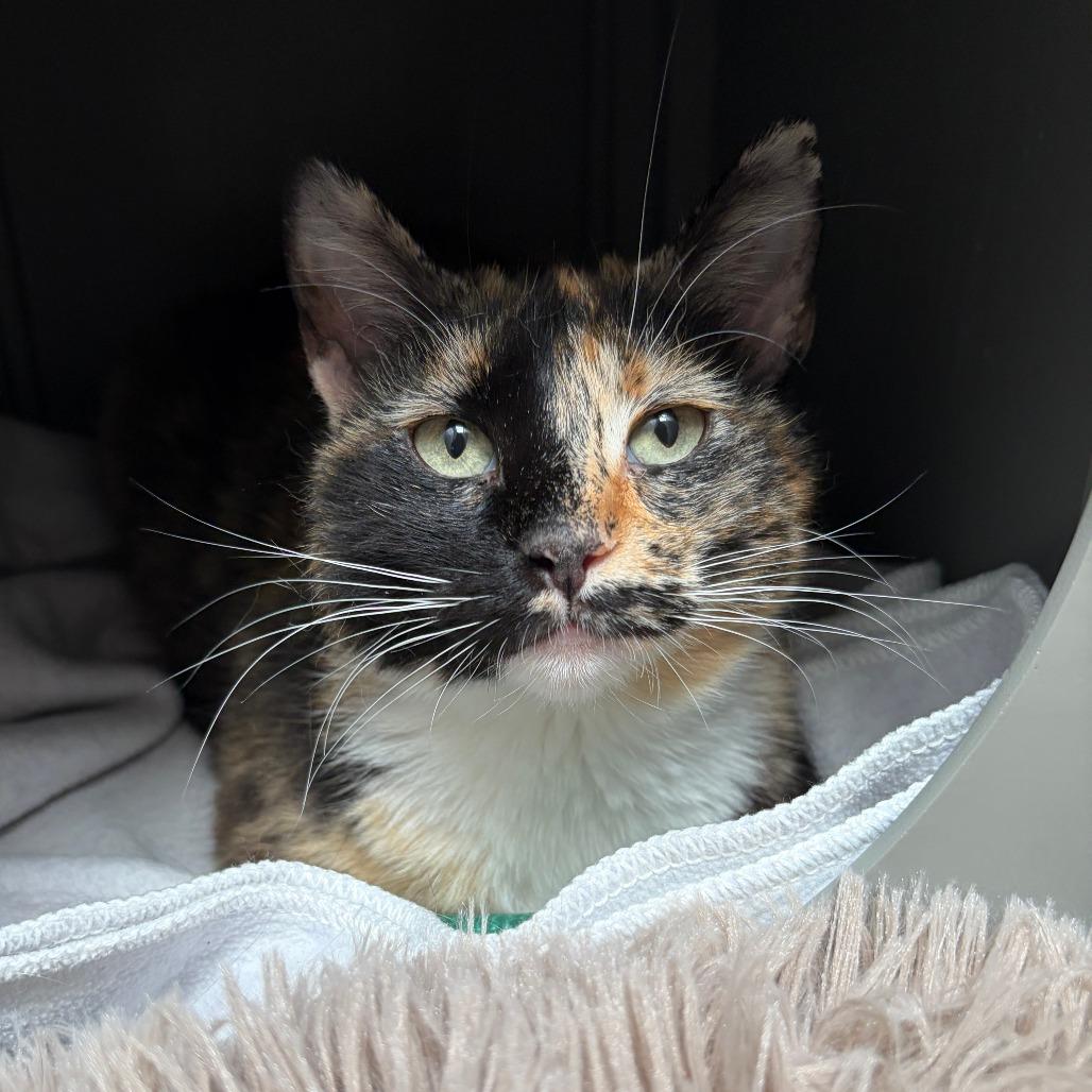 Madison, Adoptable, Adult Female Domestic Short Hair.