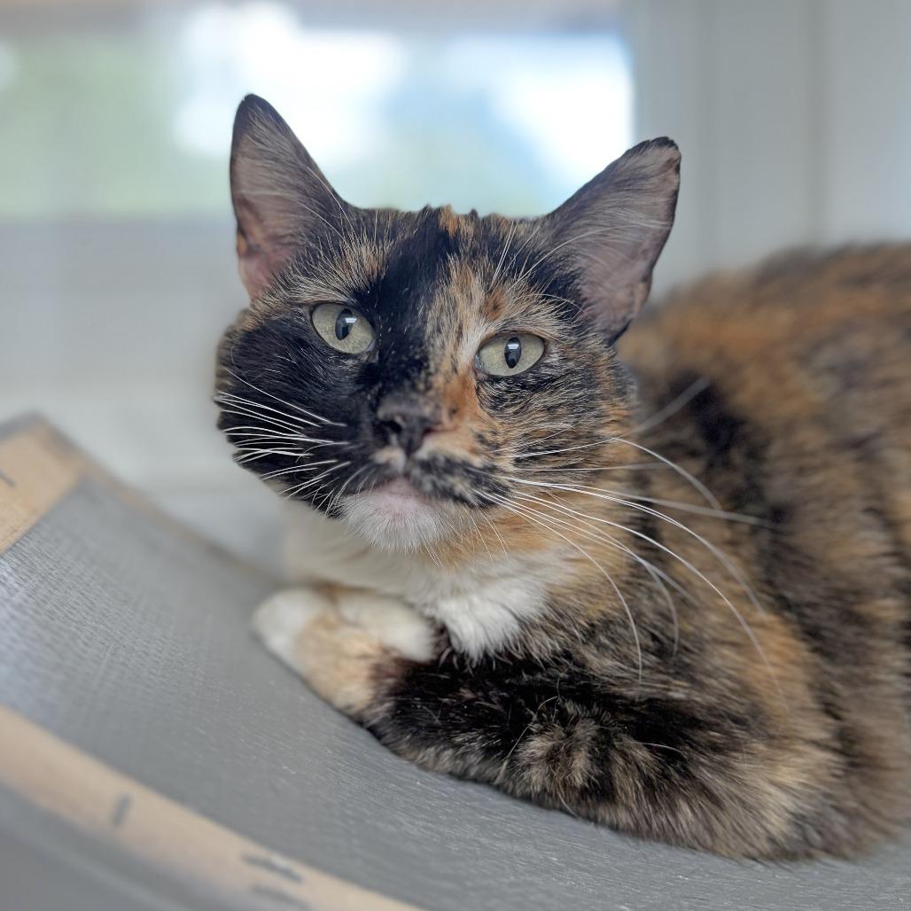 Madison, Adoptable, Adult Female Domestic Short Hair.