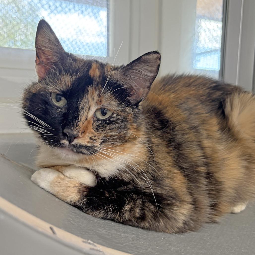 Enlarge Madison, a Adoptable Domestic Short Hair in Ojai, CA image 2/5