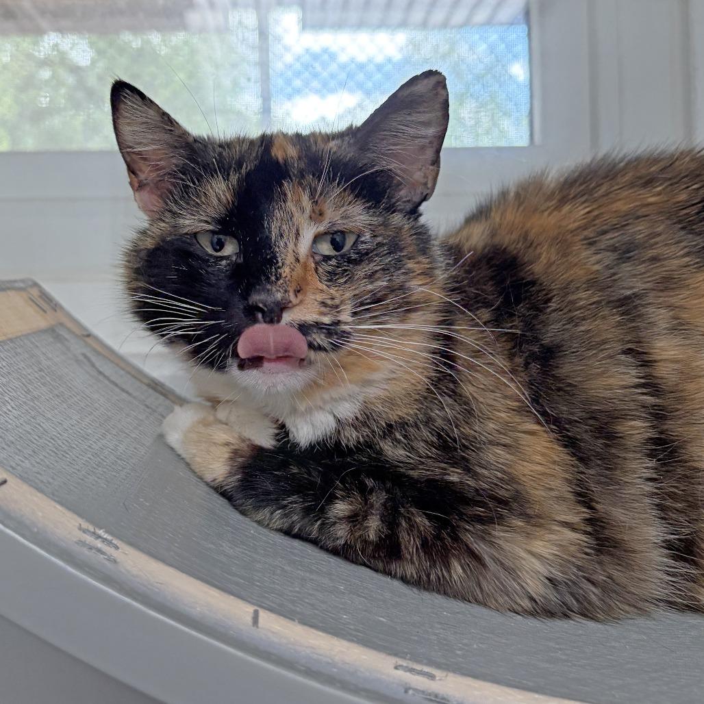 Enlarge Madison, a Adoptable Domestic Short Hair in Ojai, CA image 3/5