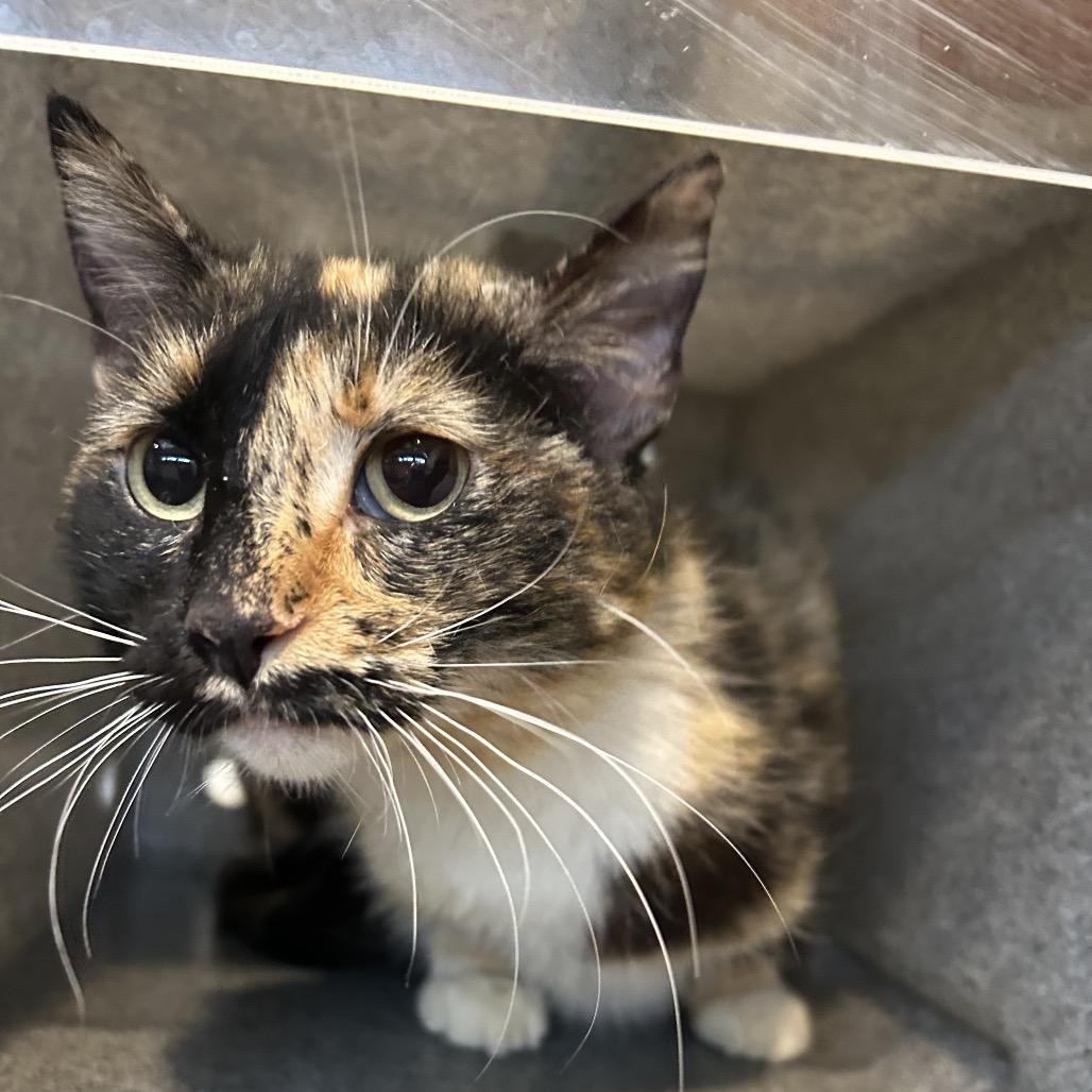 Enlarge Madison, a Adoptable Domestic Short Hair in Ojai, CA image 4/5