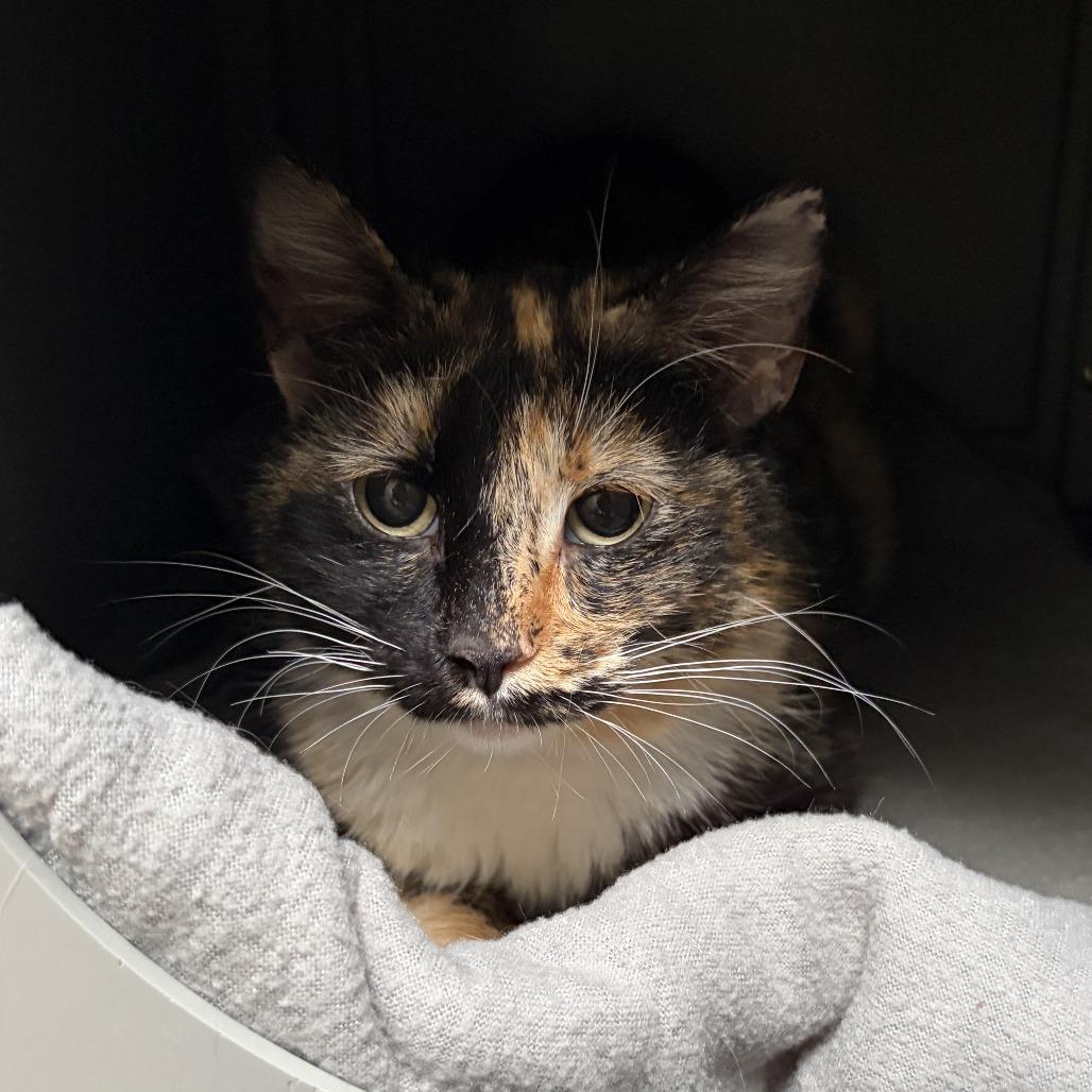 Enlarge Madison, a Adoptable Domestic Short Hair in Ojai, CA image 5/5