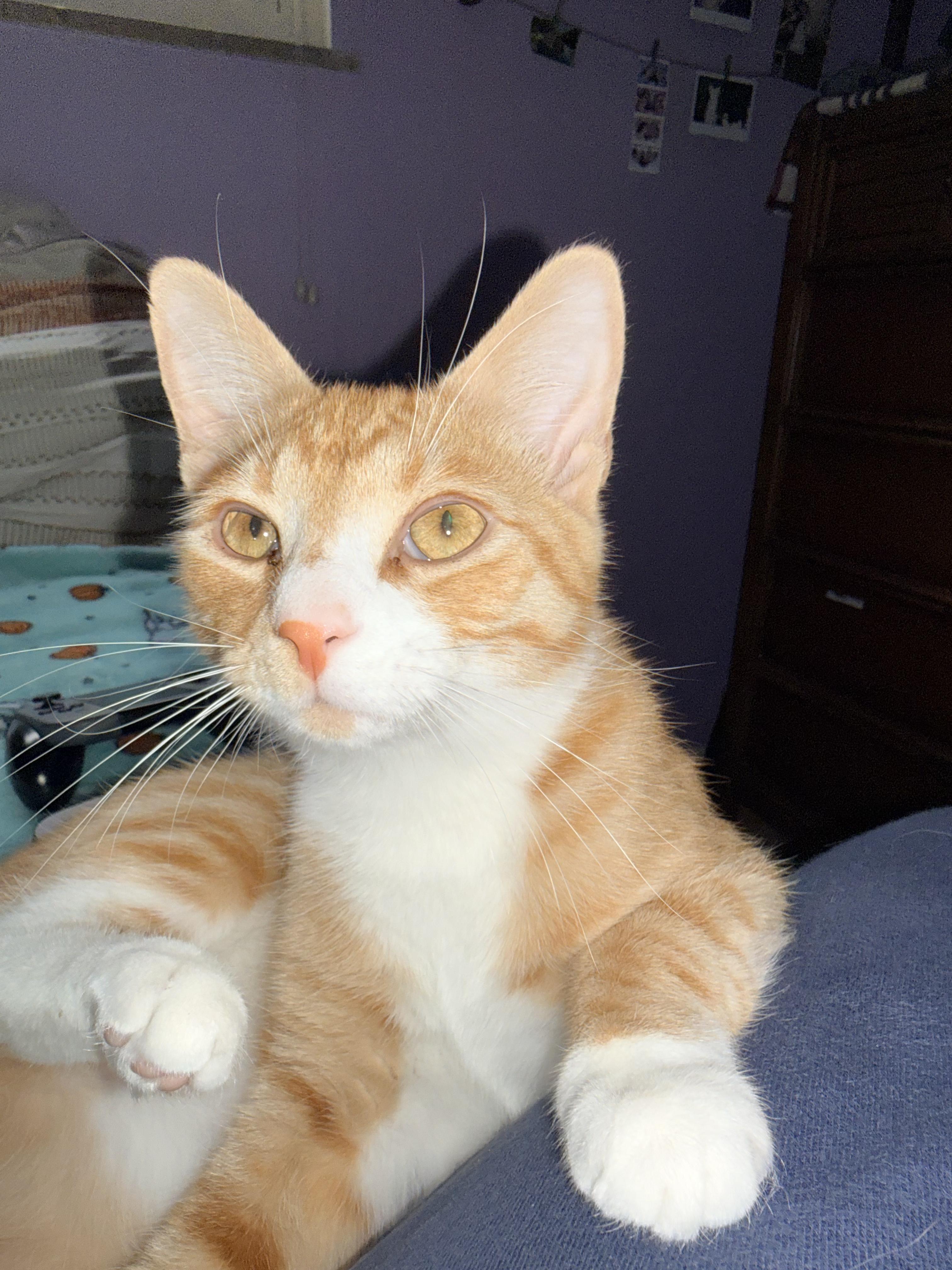 Enlarge Theodore, a ADOPTABLE Tabby in Muncie, IN image 1/1