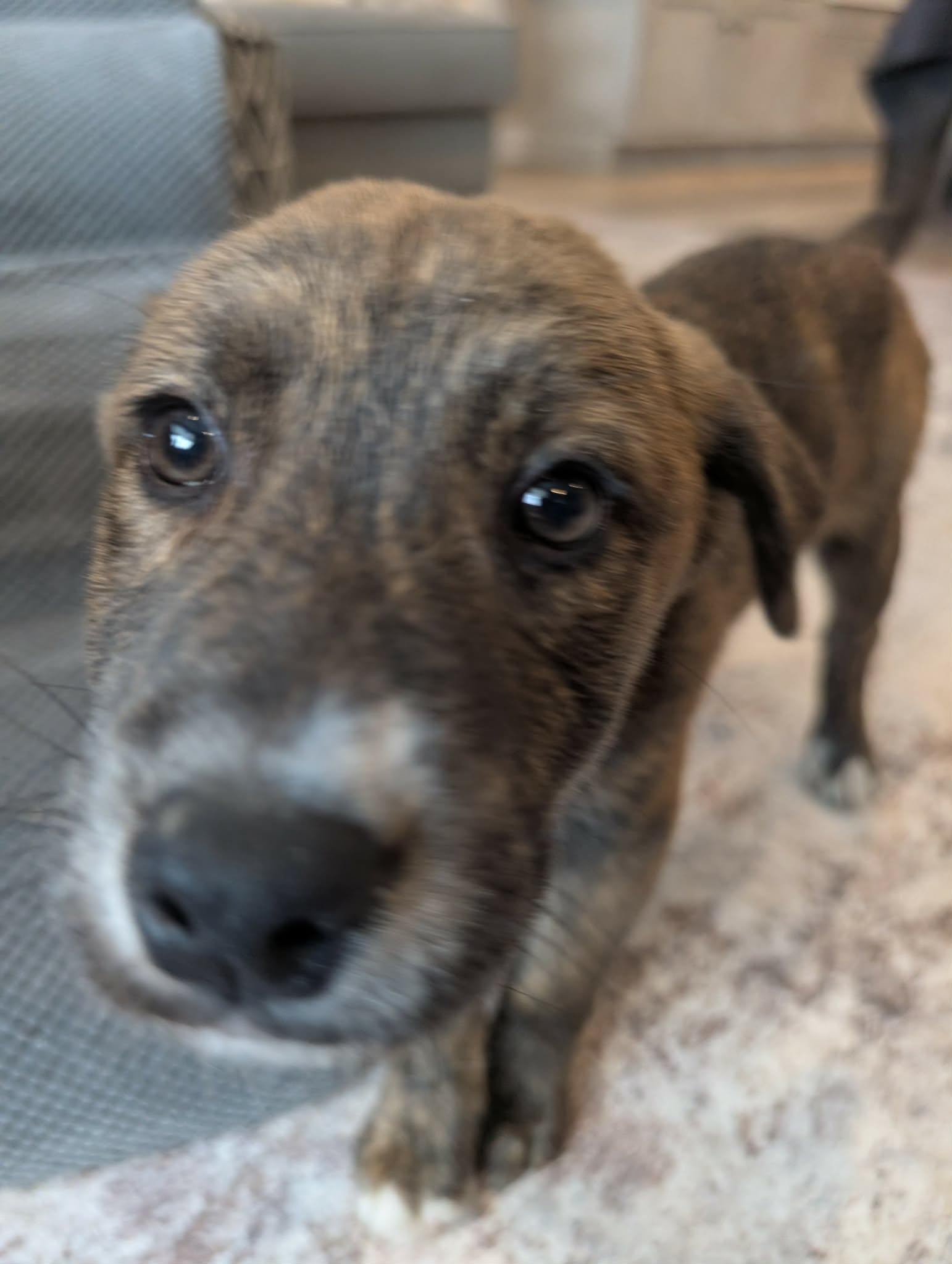 Benny, an adoptable mixed breed in Warwick, RI image 5/5