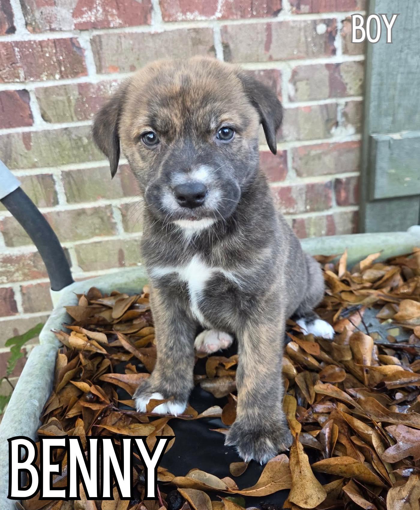 Benny, Adoptable, Puppy Male Labrador Retriever.