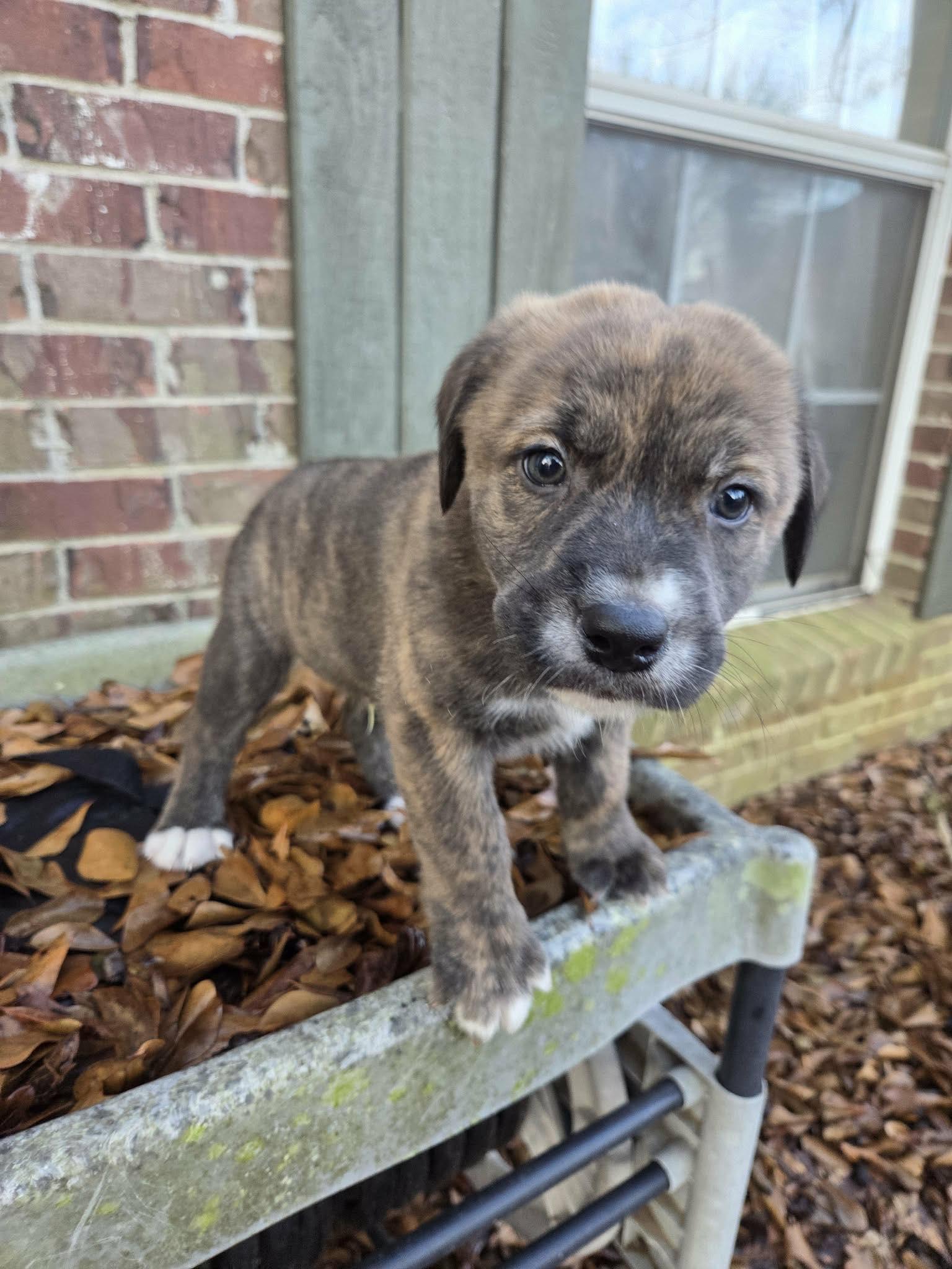 Benny, an adoptable mixed breed in Warwick, RI image 3/5
