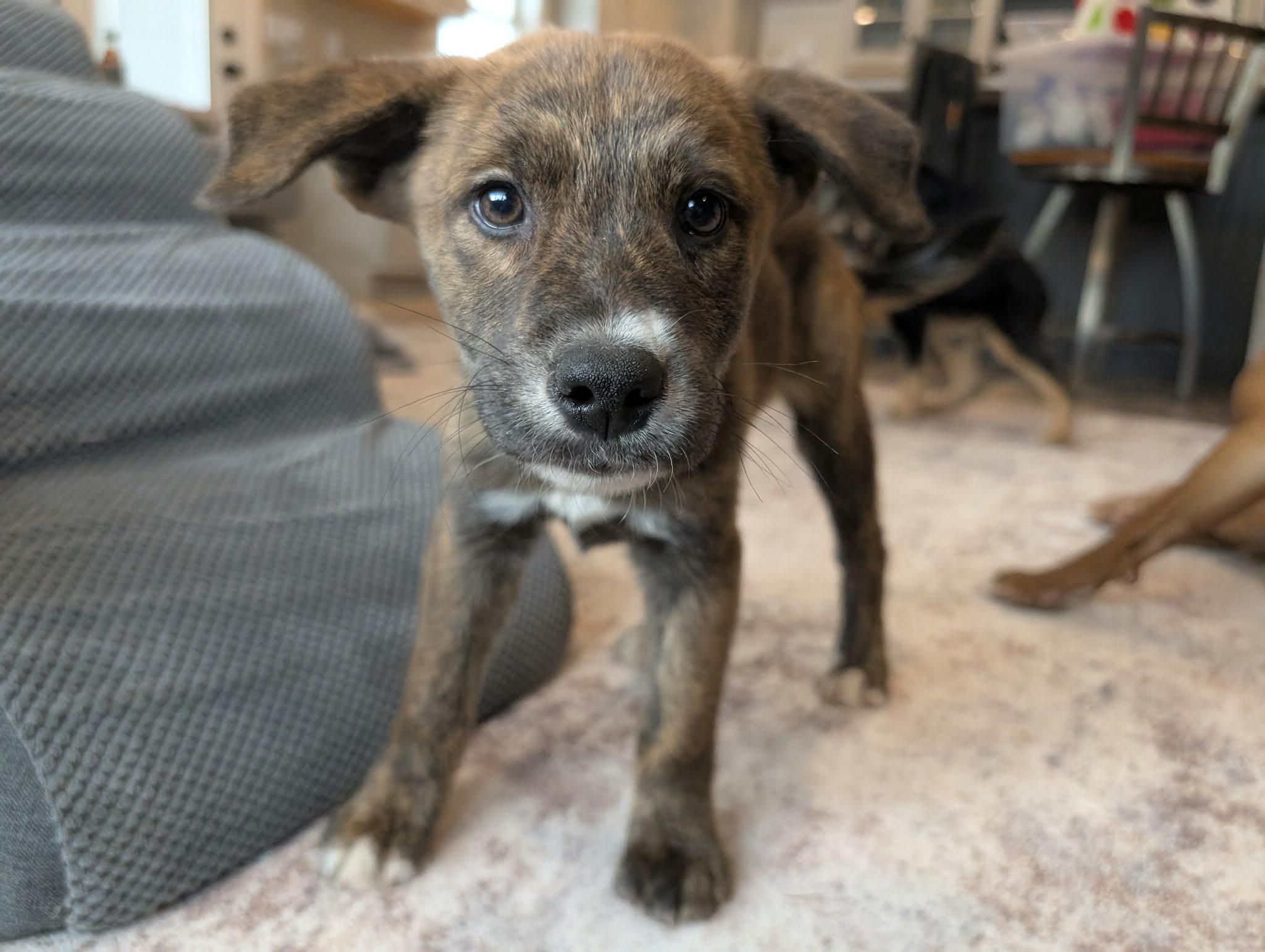 Benny, an adoptable mixed breed in Warwick, RI image 1/5