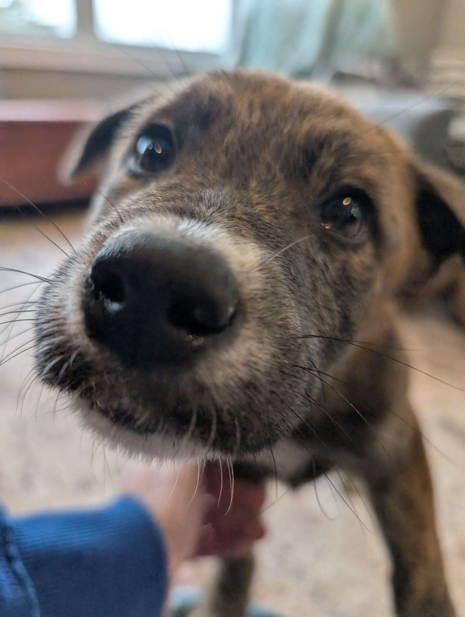 Benny, an adoptable mixed breed in Warwick, RI image 4/5