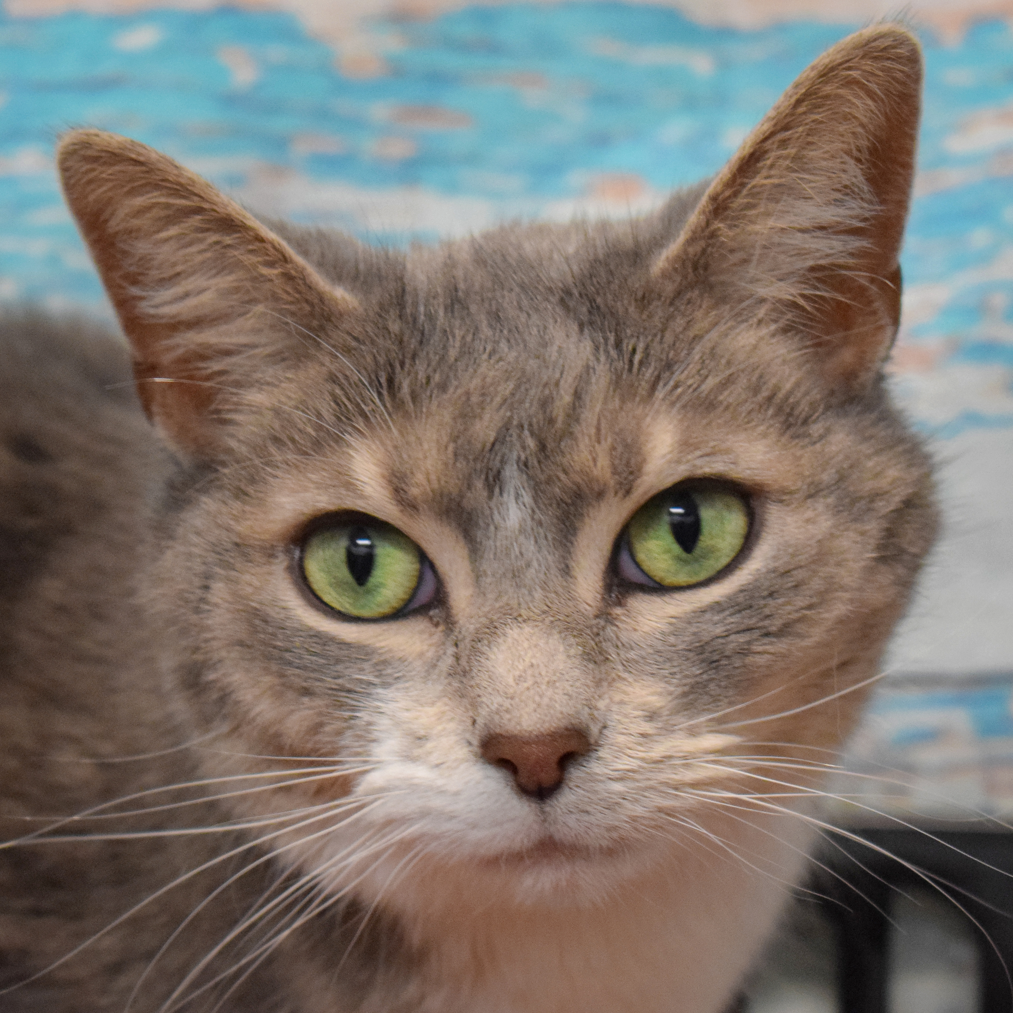Elsa, Adult Female unknown
