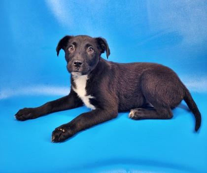 June, Adoptable, Puppy Female German Shepherd Dog & Mixed Breed.