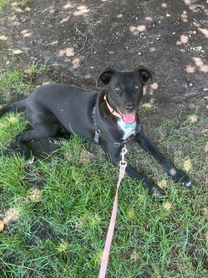 June, Adoptable, Puppy Female German Shepherd Dog & Mixed Breed.