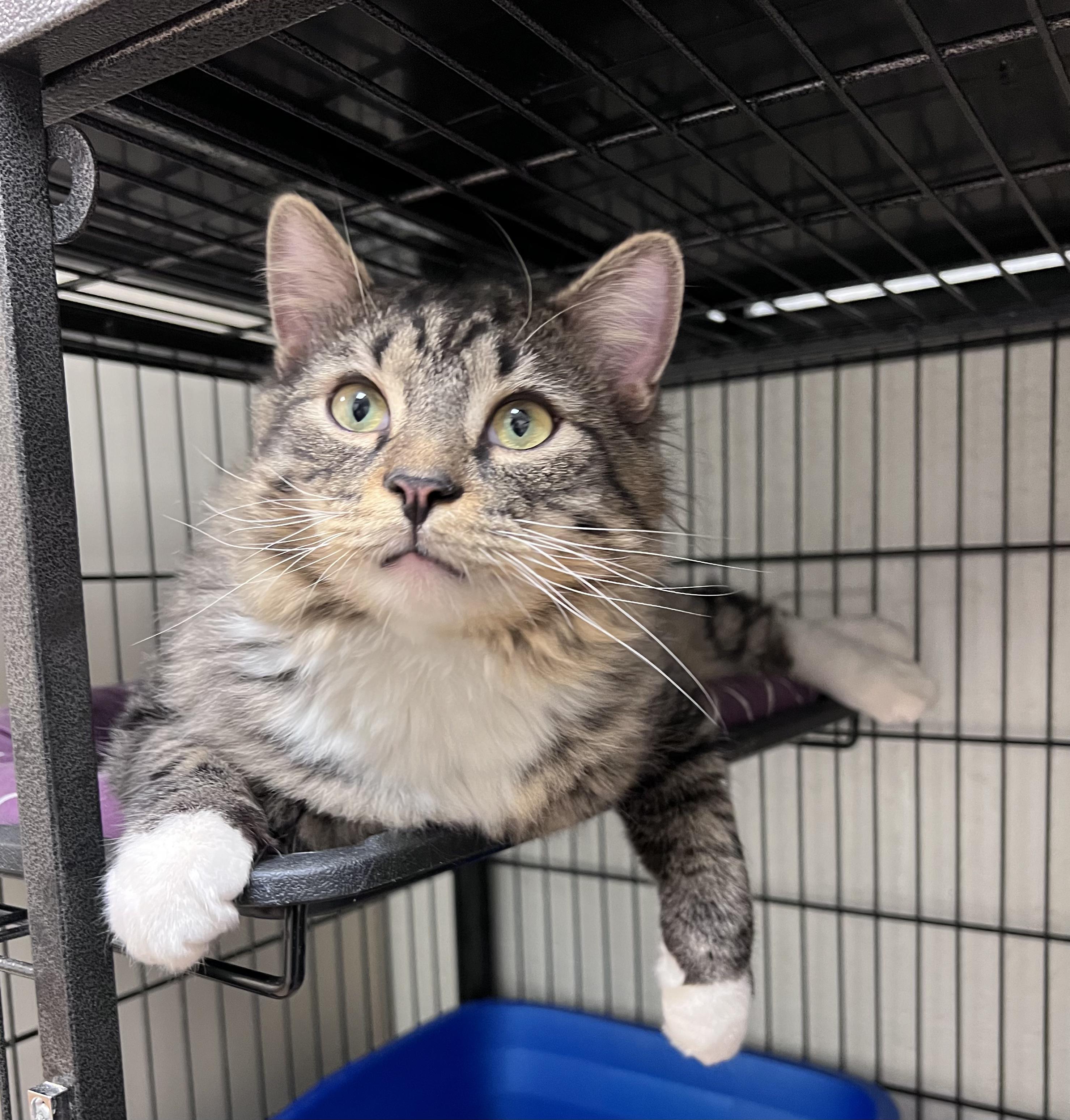 Pumpkin, ADOPTABLE, Adult Female Domestic Long Hair.