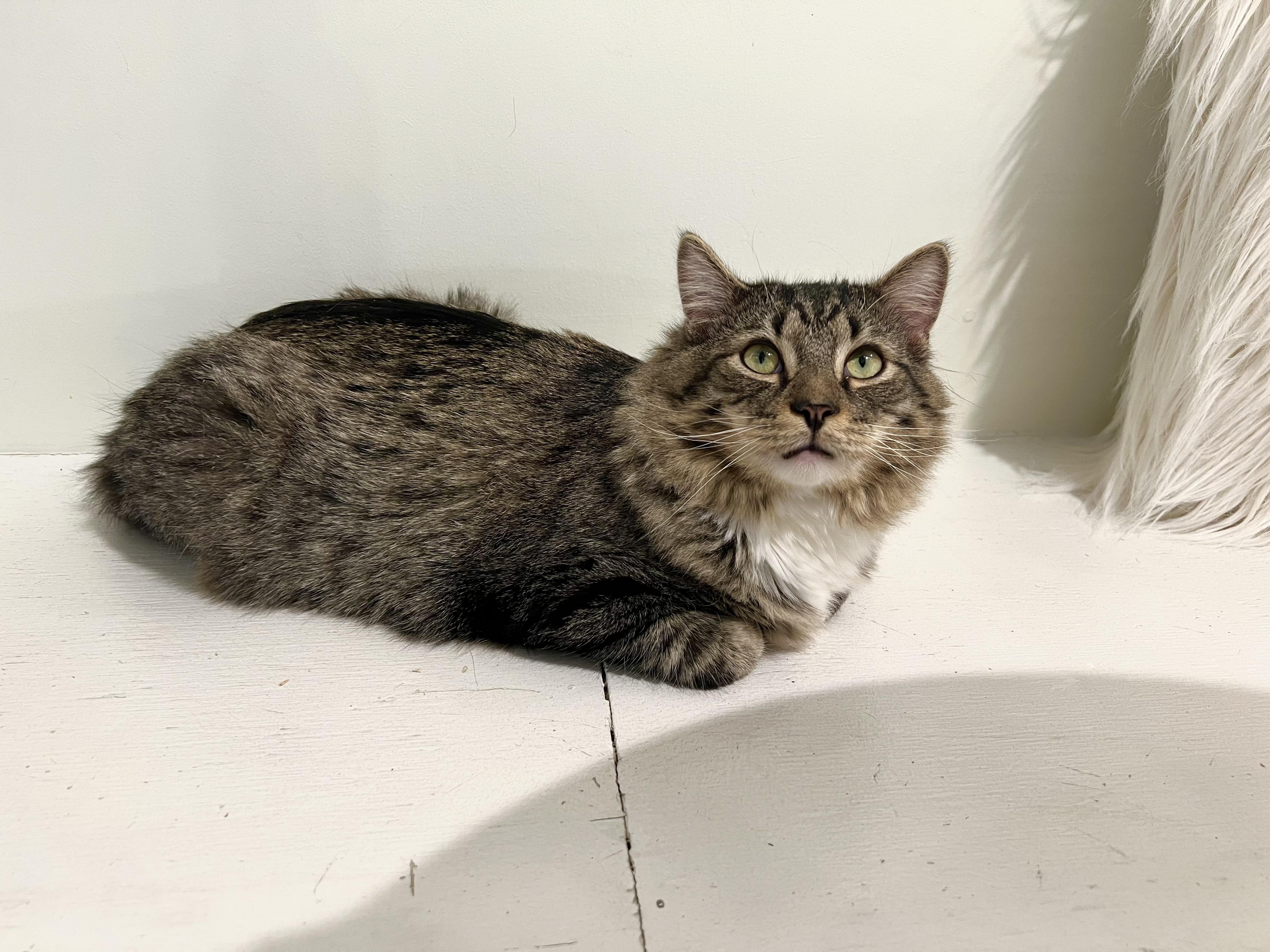 Enlarge Pumpkin, a ADOPTABLE Domestic Long Hair in Old Saybrook, CT image 2/2