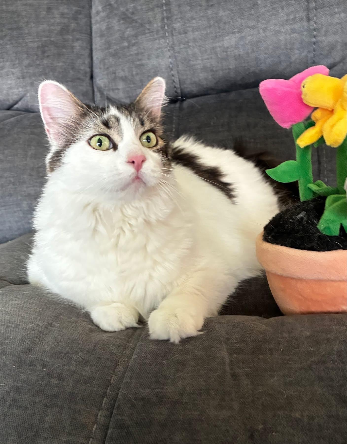 Chloe