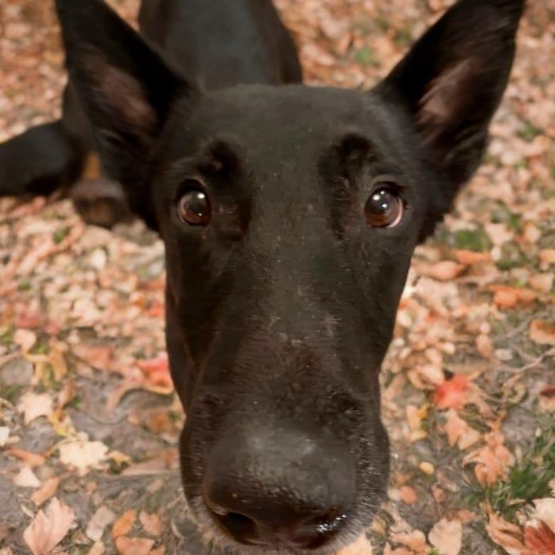 Enlarge Fury, a Adoptable Belgian Shepherd / Malinois in Las Vegas, NV image 1/1