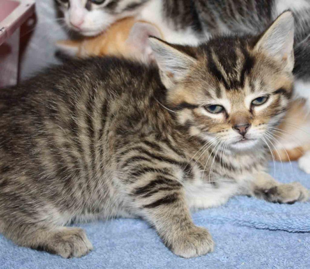 Enlarge Kameron, a Adopted mixed breed in Murray, KY image 1/2