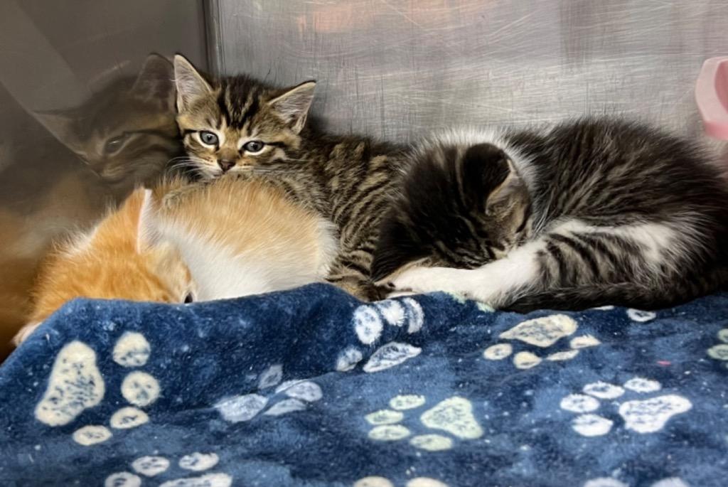 Enlarge Kameron, a Adopted mixed breed in Murray, KY image 2/2