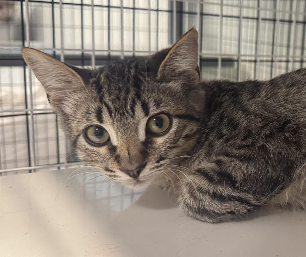Kona, Adoptable, Kitten Male Domestic Short Hair.