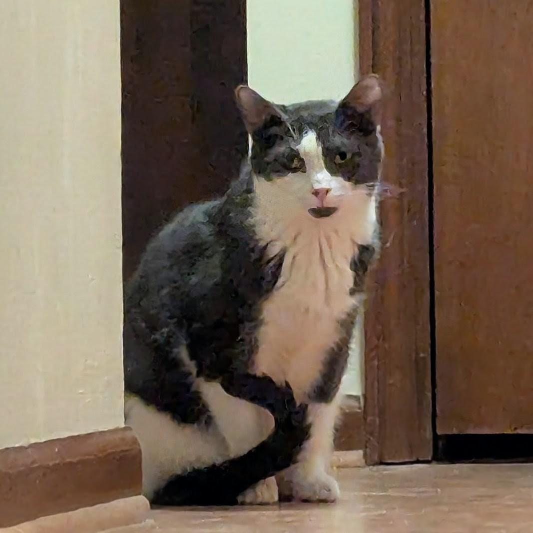 Enlarge Samuel L Catson, a Adoptable Domestic Short Hair in Fairborn, OH image 6/6