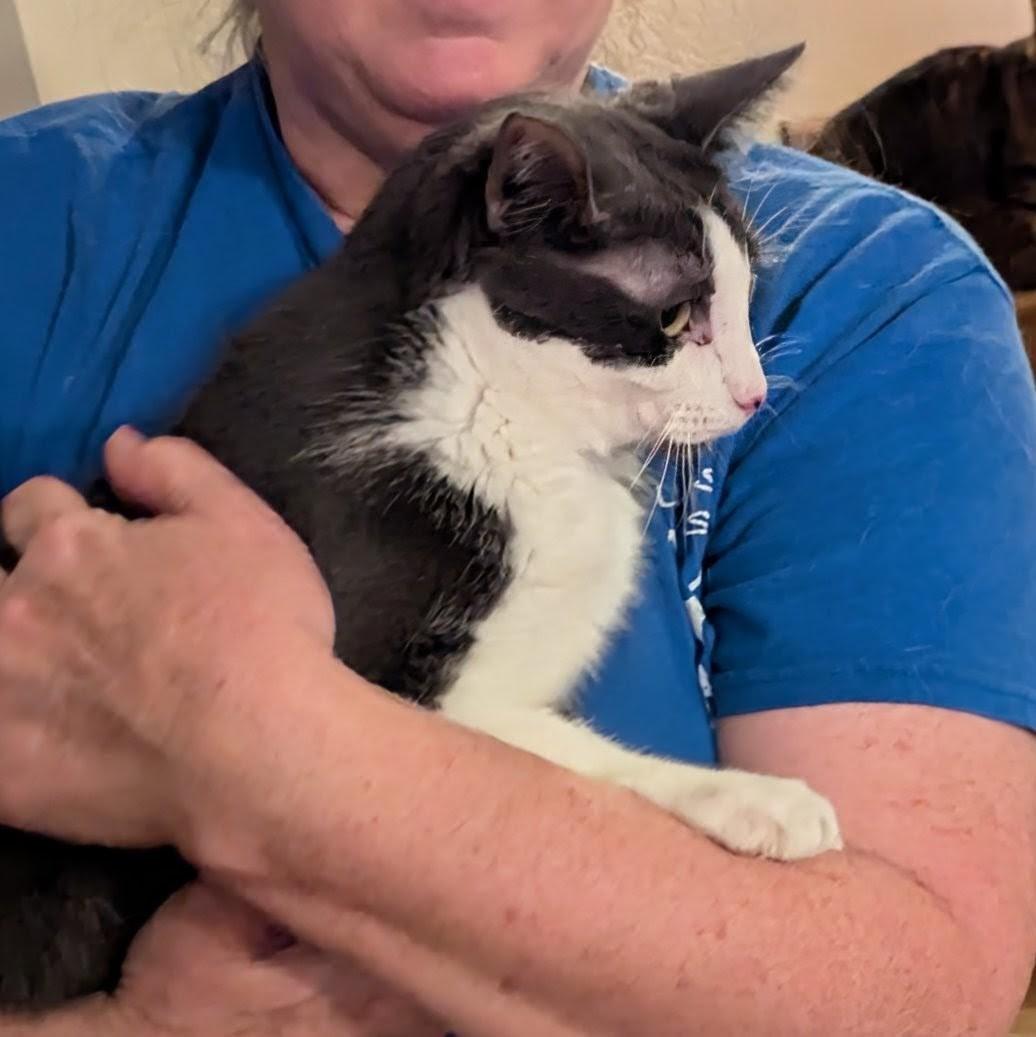 Enlarge Samuel L Catson, a Adoptable Domestic Short Hair in Fairborn, OH image 3/6