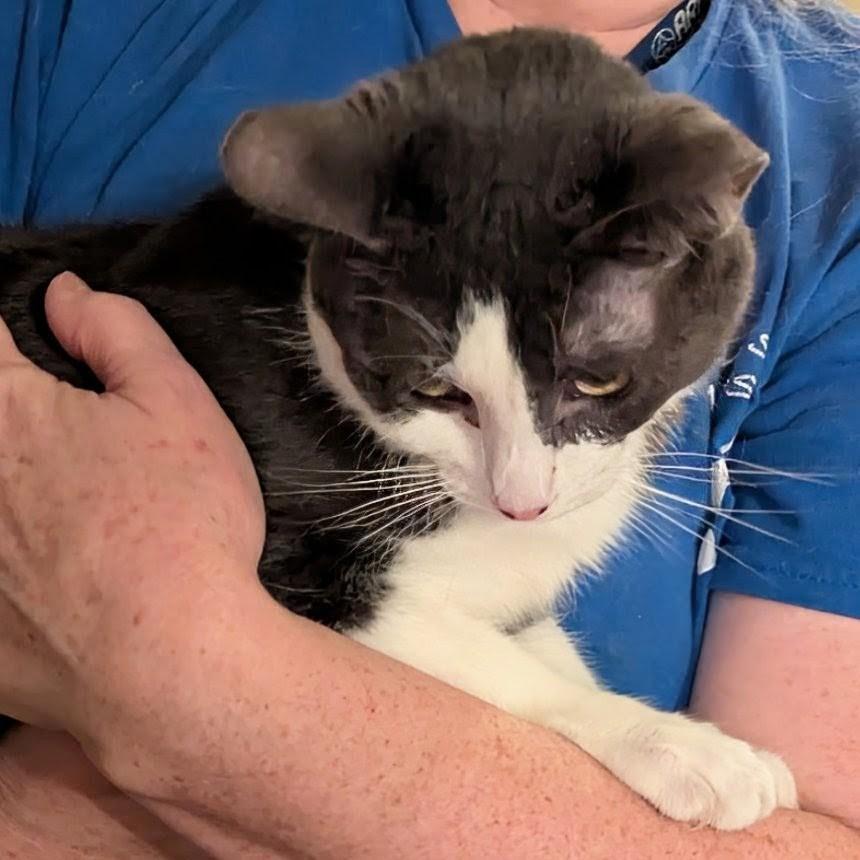 Enlarge Samuel L Catson, a Adoptable Domestic Short Hair in Fairborn, OH image 4/6