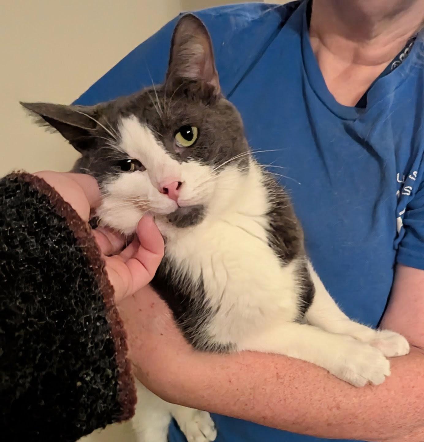 Enlarge Samuel L Catson, a Adoptable Domestic Short Hair in Fairborn, OH image 2/6