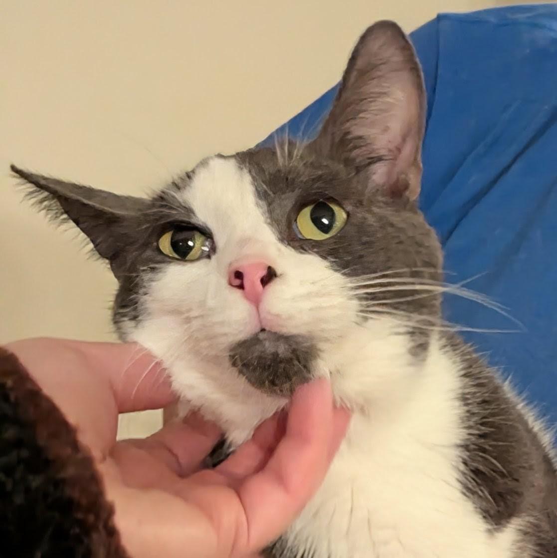 Enlarge Samuel L Catson, a Adoptable Domestic Short Hair in Fairborn, OH image 5/6