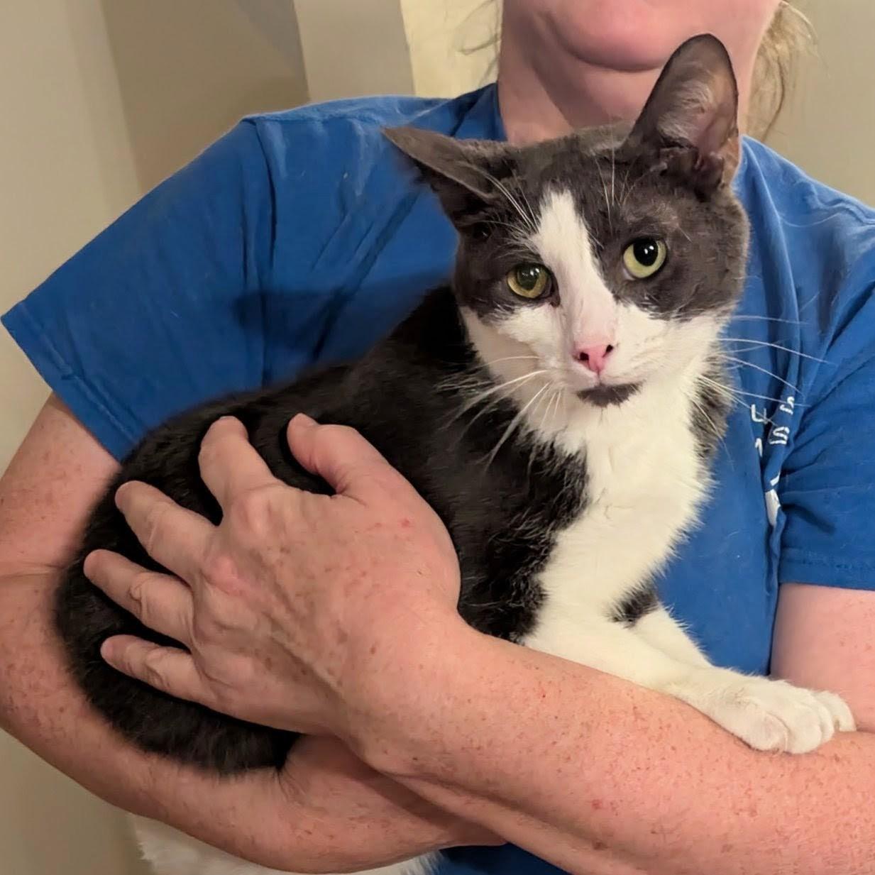 Enlarge Samuel L Catson, a Adoptable Domestic Short Hair in Fairborn, OH image 1/6