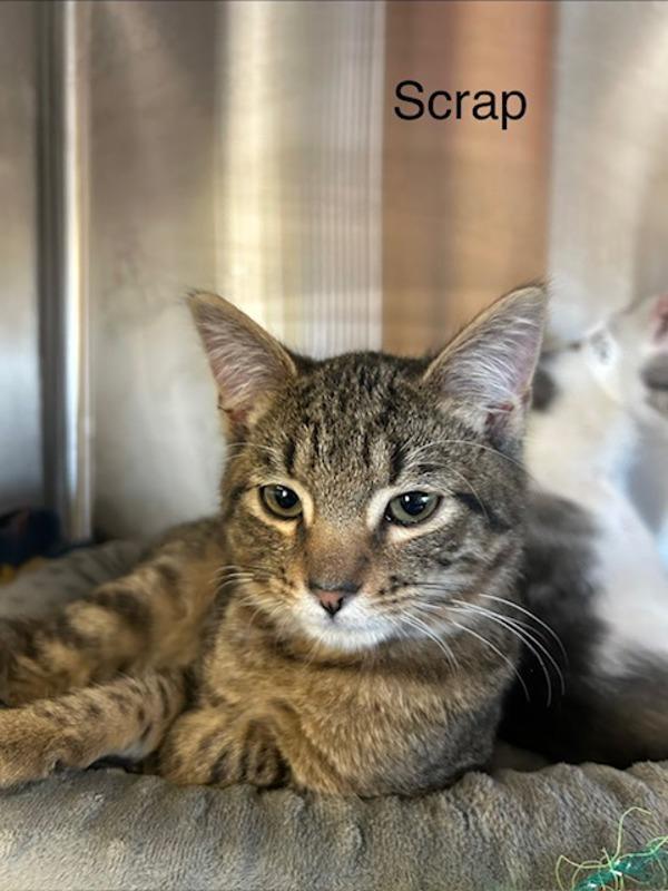 Enlarge Scrap, a Adoptable mixed breed in Knoxville, TN image 1/1