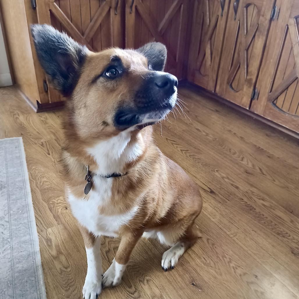 Enlarge Stubby, a Adoptable Mixed Breed in Hohenwald, TN image 1/1
