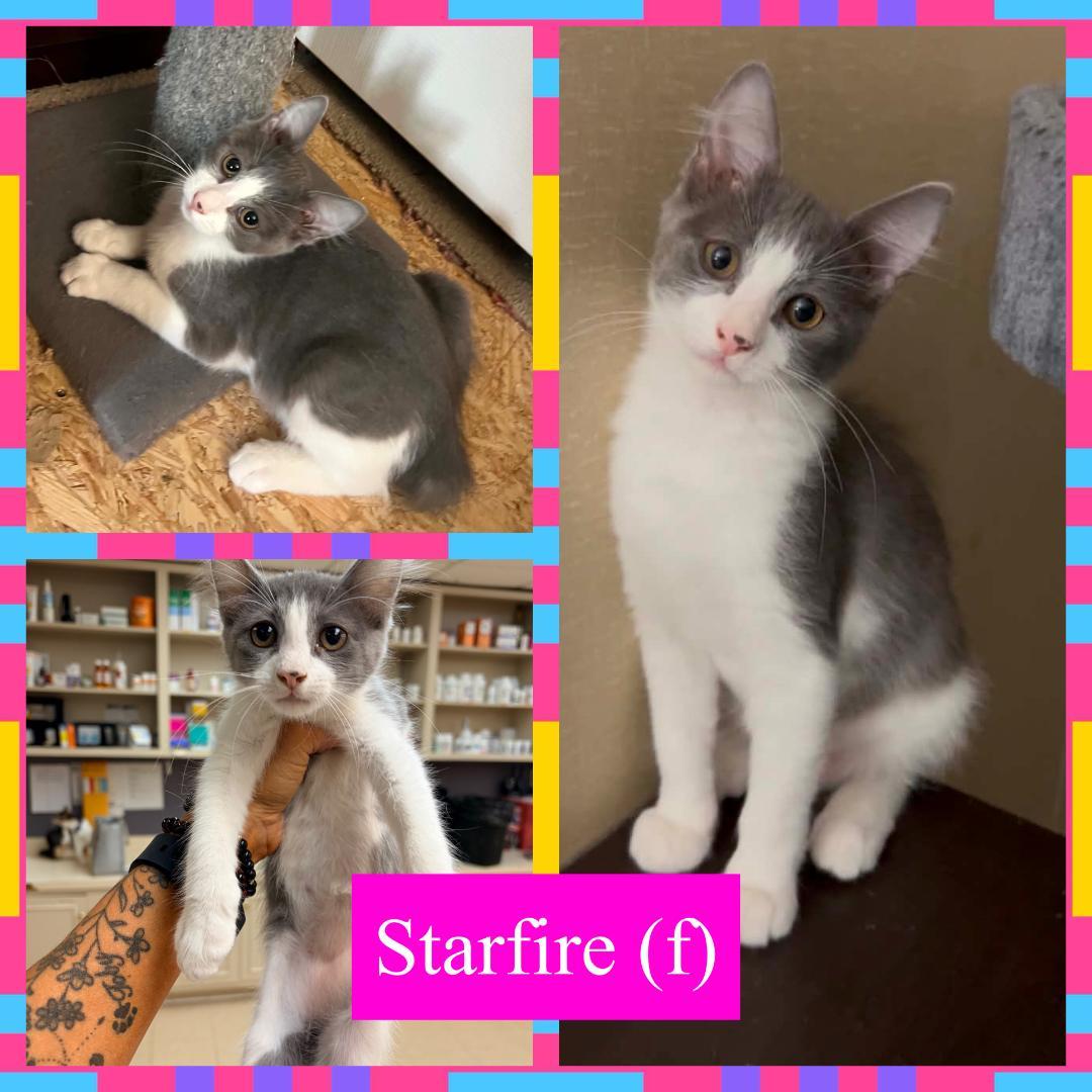 Enlarge Starfire, a ADOPTABLE Domestic Short Hair in Corinth, NY image 1/1